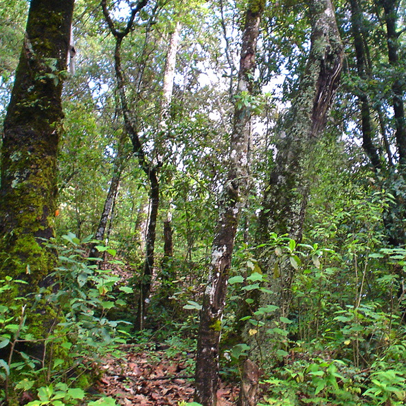 Cerro del Huixteco 